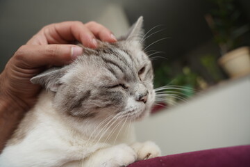 portrait of a cat © Ahmed J.R