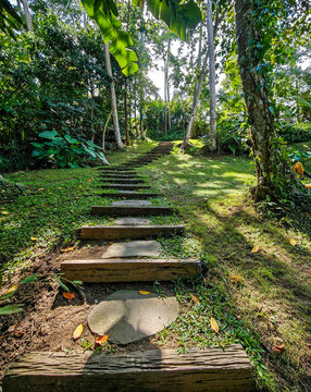 Sun-dappled forest path invites exploration