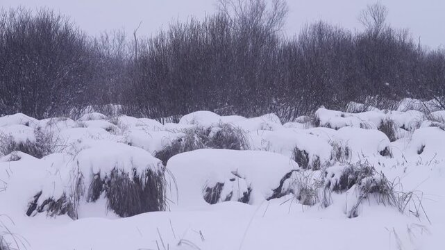 A sedge hummocks with dry leaves in a snowfall, like an uncovered head of hair or or a herd of snow-covered musk oxen