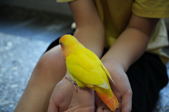 A bright yellow lovebird perches gently on human hands.