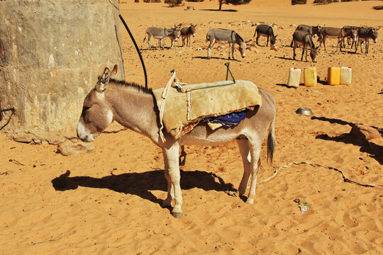 A donkey in the small village in Sahara desert, Mauritania, West Africa