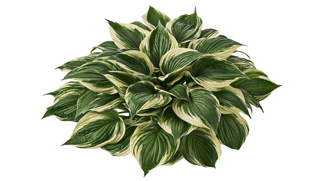 Variegated Hosta plant with green and cream leaves
