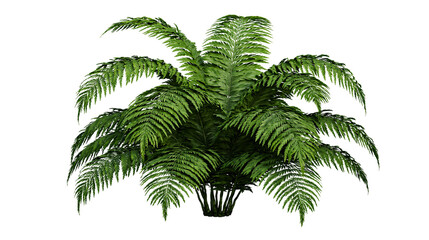 Lush green fern plant with feathery fronds © Rowan