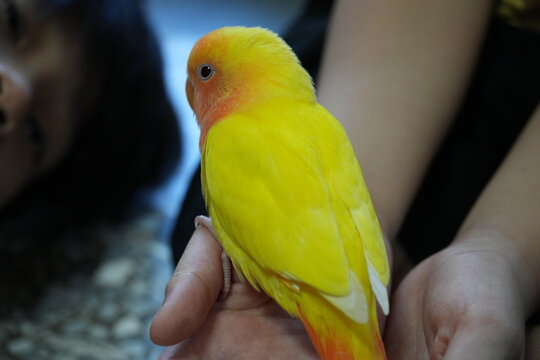 A bright yellow lovebird perches gently on human hands.