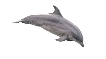 Obraz premium Gray dolphin leaping and swimming