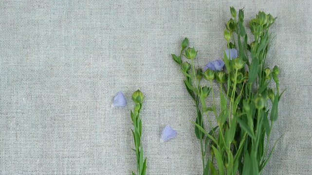 Flax stems with blue flowers and seed pods on natural unbleached linen fabric. Minimal. Copy space. 