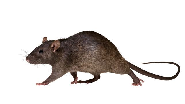 Brown rat with long tail walking on white