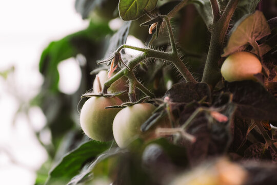 Green tomatoes growing on a vine with lush green leaves. The scene captures the early stages of tomato development in a garden setting.