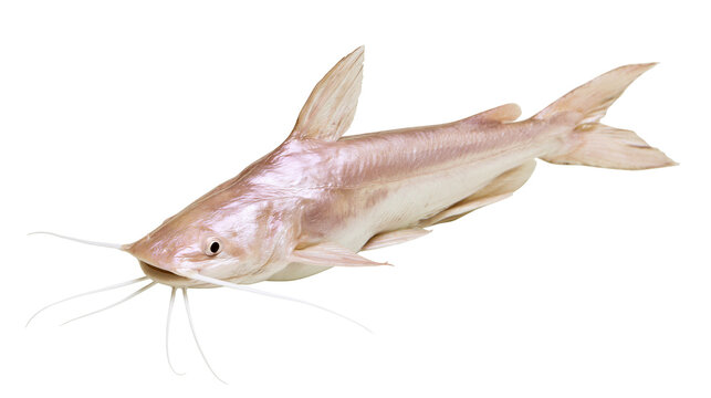 Albino Catfish with long barbels