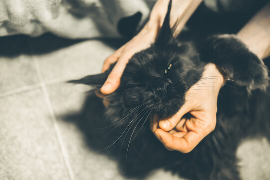 A person gently holds a black Maine Coon cat, showcasing its fluffy fur and distinctive features. The setting is indoors with a neutral background.