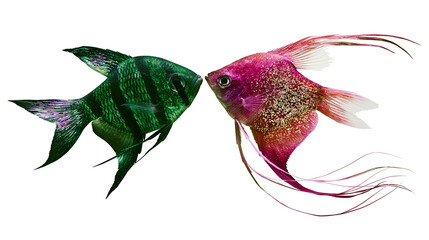 Green striped angelfish and pink angelfish facing each other © Rowan
