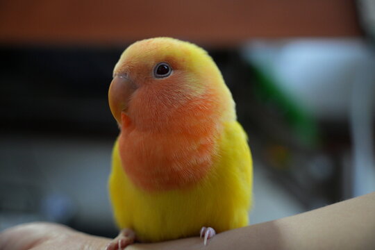 A yellow rosy-faced lovebird perches closely on human hand.