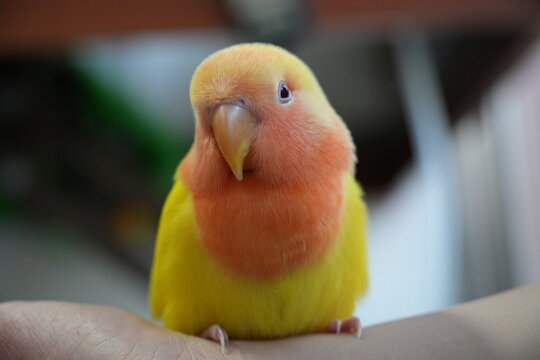A yellow rosy-faced lovebird perches closely on human hand.