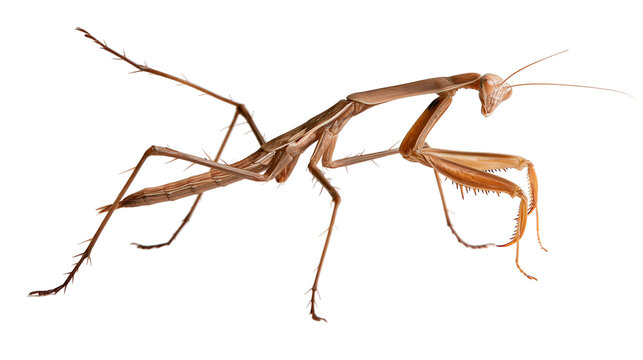 Brown praying mantis insect with long legs and antennae