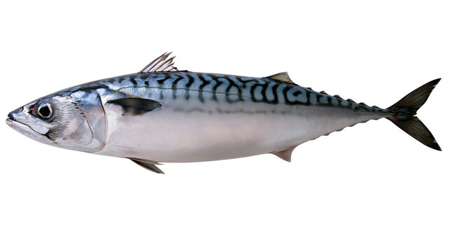 Atlantic mackerel fish with wavy dark blue stripes on back