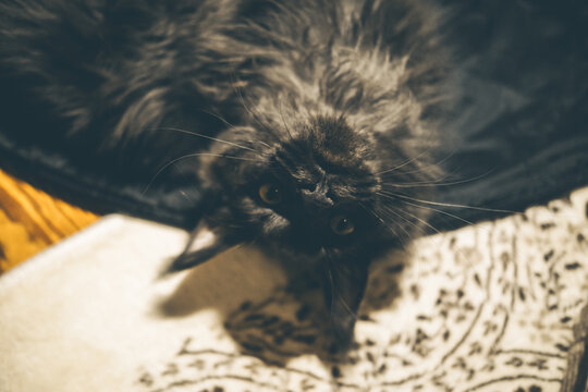 A small black cat with long fur lies on a patterned blanket. The cat has bright eyes and a playful expression, creating a cozy atmosphere.