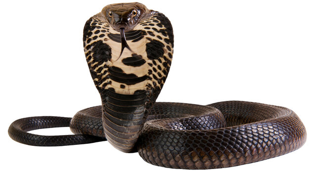 Indian Cobra snake with hood flared, showing patterned neck and scales