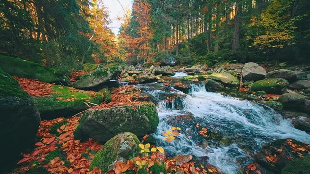 Crystal-clear autumn mountain stream flowing through a colorful forest with moss-covered boulders and vibrant fall foliage. Peaceful real-time footage capturing the beauty of untouched wilderness.