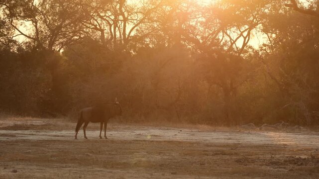 A Blue wildebeest on high alert.