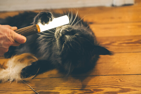 A playful black Maine Coon cat interacts with a glowing flashlight on a wooden floor. The cat has long fur and is lying on its side, showing curiosity.