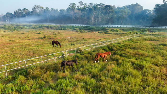 Aerial view of Arena Pacuan Kuda Tegalwaton with three horses grazing in a grassy field surrounded by fences and trees in Kecamatan Tengaran, Jawa Tengah, Indonesia.