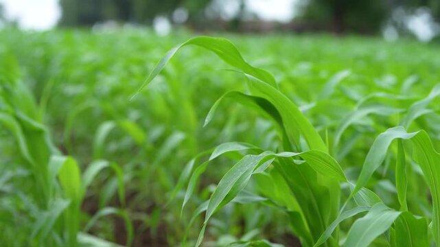 Green corn crop at agriculture field 