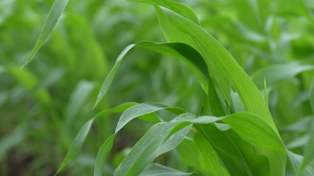 Green corn crop at agriculture field 