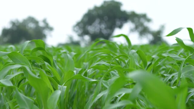 green corn crop at agriculture field