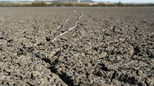 Dead plant on cracked dry soil under extreme heat, symbolizing drought, high soil temperature, climate change, global warming, water scarcity and land degradation.