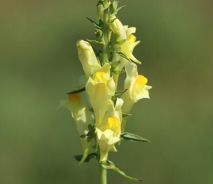 Linaria vulgaris (common toadflax) blooming in a meadow