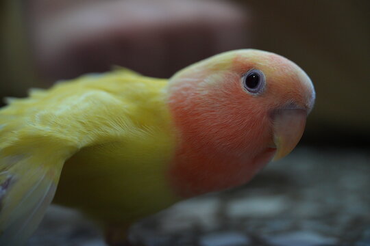 A rosy-faced lovebird gently spreads its colorful wings.