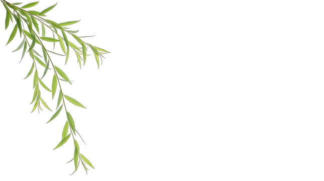 A beautiful green willow tree branch with fresh leaves and no flower isolated on transparent background