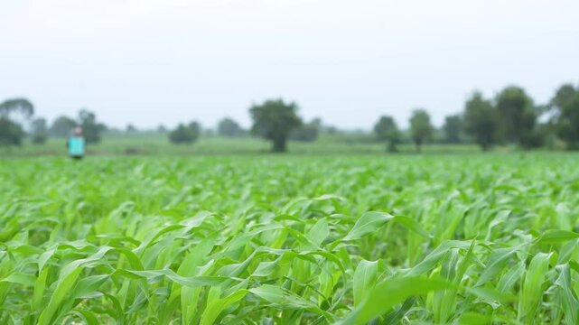 Green corn crop at agriculture field 