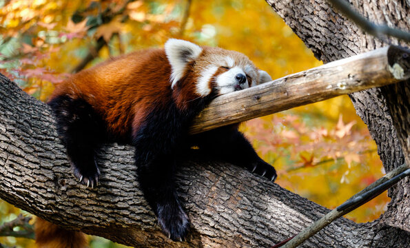 A red panda comfortably sleeping in the bright sunlight during the late autumn red leaf season