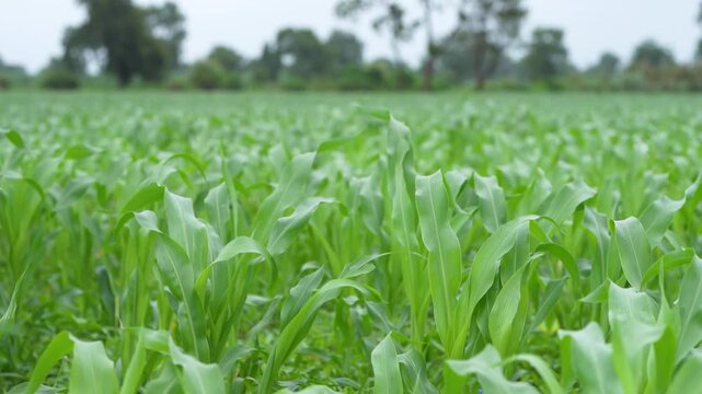 Green corn crop at agriculture field 