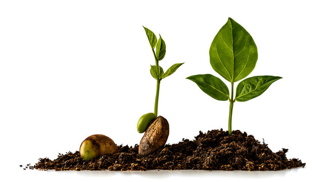 A single brown bean seed, partially buried in dark, moist soil, produces a small sprout with a curved stem and two tiny cotyledon leaves.