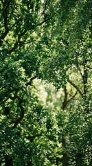 Fototapeta premium Dense Green Forest with Sunlight Filtering Through.