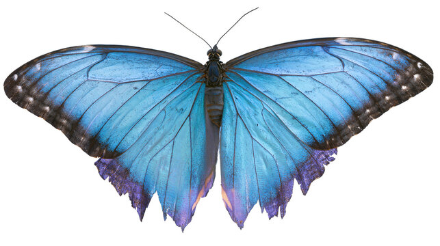 Blue Morpho Butterfly with Iridescent Wings
