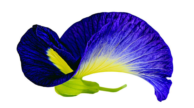 Blue butterfly pea flower with yellow center and green calyx