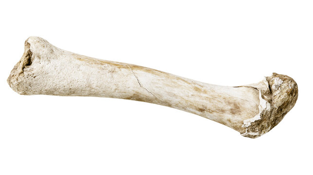 Weathered animal bone fragment with rough texture and cracks