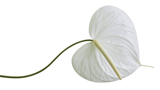White Anthurium flower with green stem