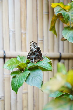 Mandarinia regalis