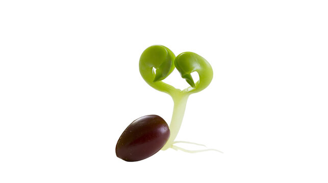 Dark bean sprout with two green cotyledon leaves emerging