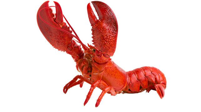 Cooked red lobster with large claws and segmented tail
