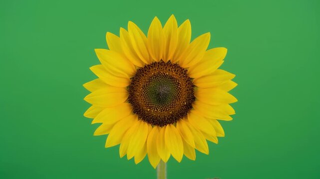 Blooming sunflower time-lapse animation