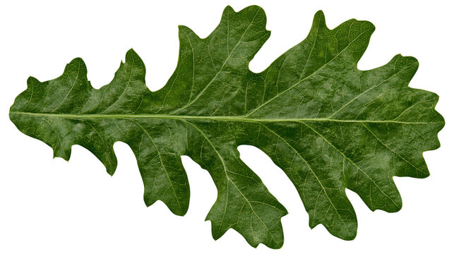 Green oak leaf with lobed edges and visible veins