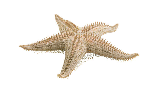 Spiny beige starfish with five arms on white