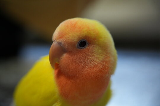 A close-up shot of a rosy-faced lovebird head.