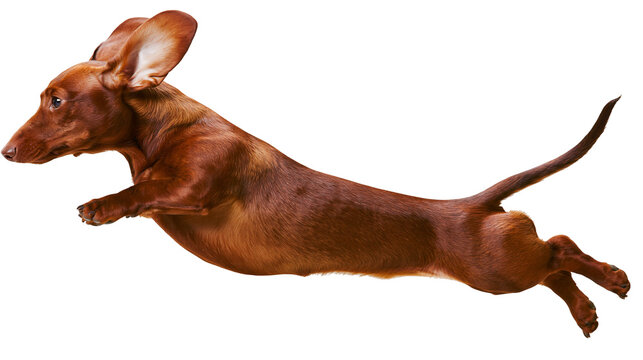 Brown dachshund dog jumping mid-air with ears flying