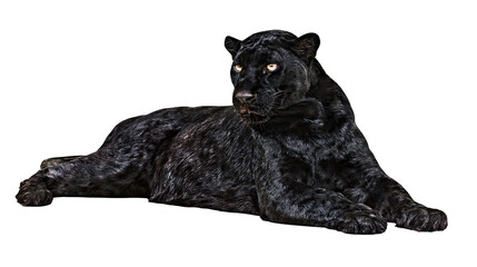 Black panther lying down with yellow eyes © Isolde